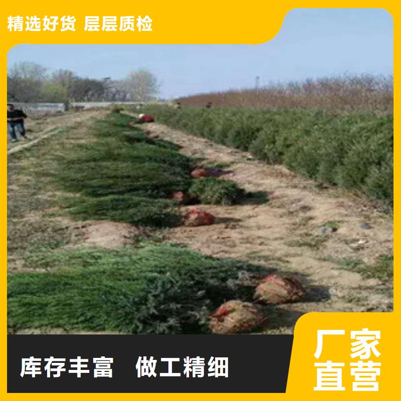 花海景觀魯冰花/粉黛亂子草嚴選用料