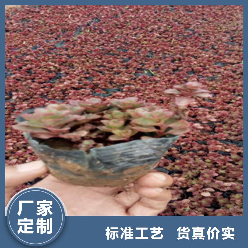 花海景观鲁冰花/粉黛乱子草满足客户所需