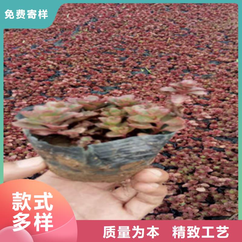 【花海景观宿根花卉基地使用方法】