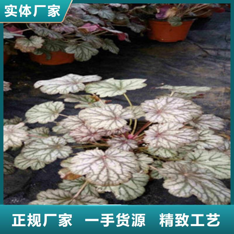 花海景观-耐寒耐旱草花基地工艺成熟