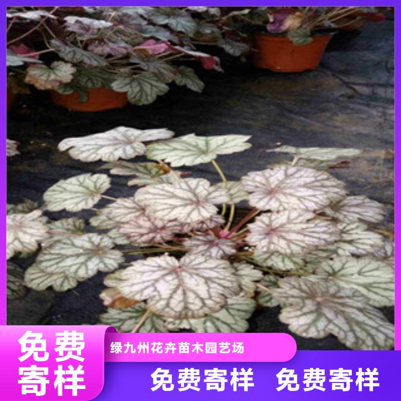 【花海景观,耐寒耐旱草花基地货源直销】