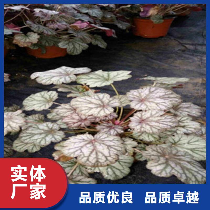 花海景觀-宿根花卉基地優良材質