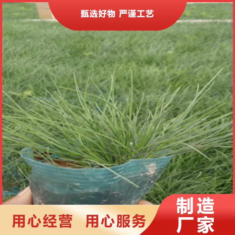 花海景觀_五一國慶草花批發自主研發
