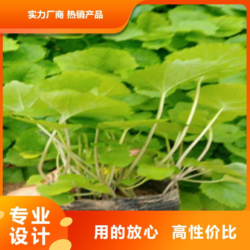 花海景觀花海景觀工程制造廠家