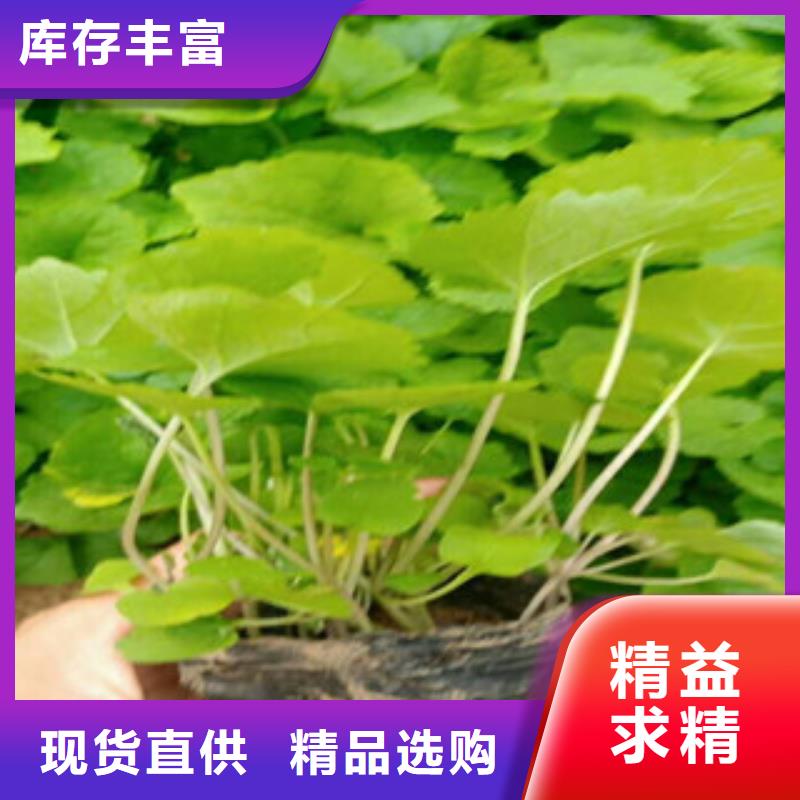 花海景觀-宿根花卉基地優良材質