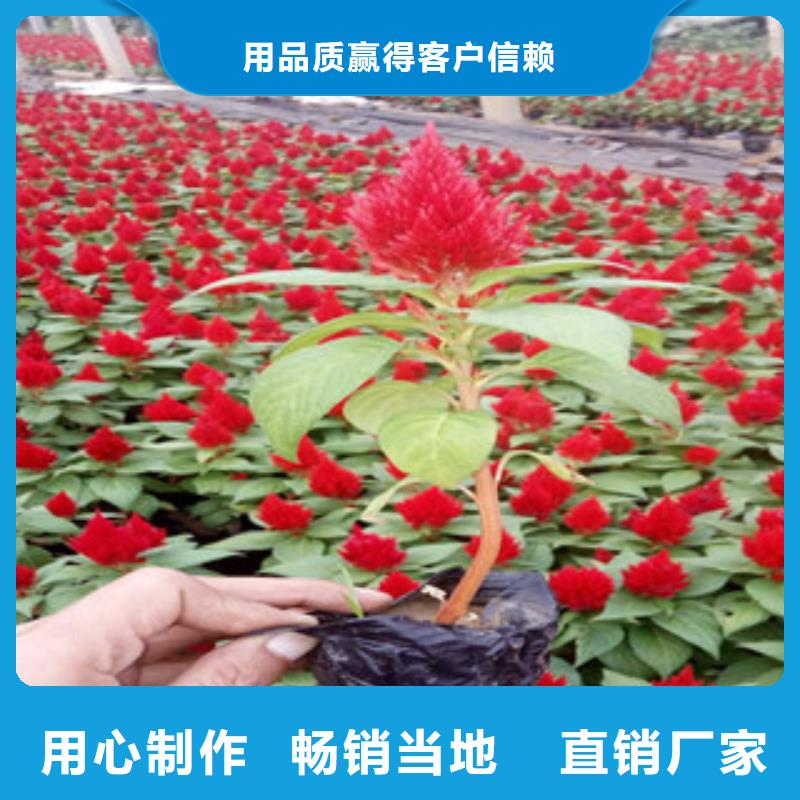 花海景觀_觀賞草/蒲葦狼尾草常年供應