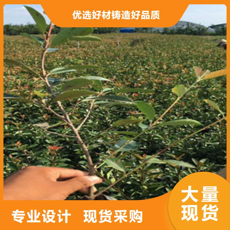 花海景觀_觀賞草/蒲葦狼尾草常年供應
