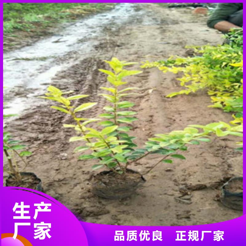 花海景观鲁冰花/粉黛乱子草满足客户所需