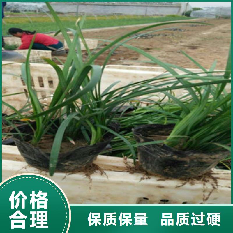 花海景观水生植物/荷花睡莲为品质而生产
