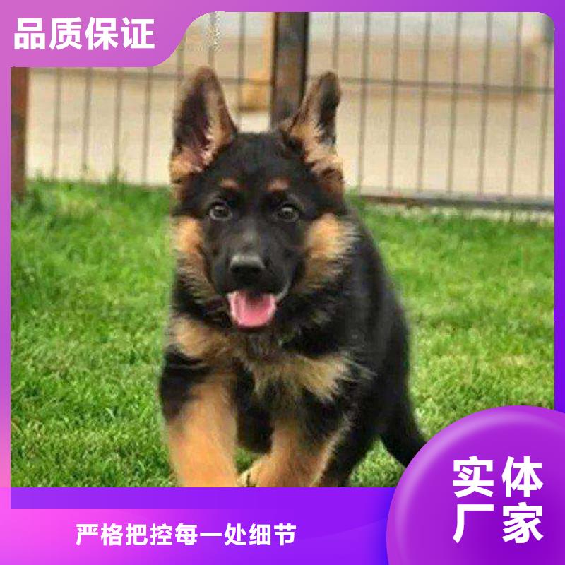 【德國(guó)牧羊犬,德牧犬廠家直營(yíng)】