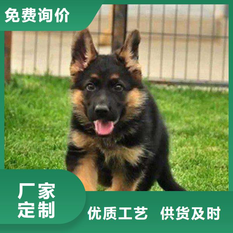 德国牧羊犬德牧犬今日新品