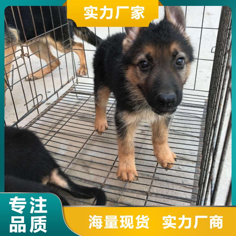 德國(guó)牧羊犬,【杜高犬】?jī)r(jià)格有優(yōu)勢(shì)