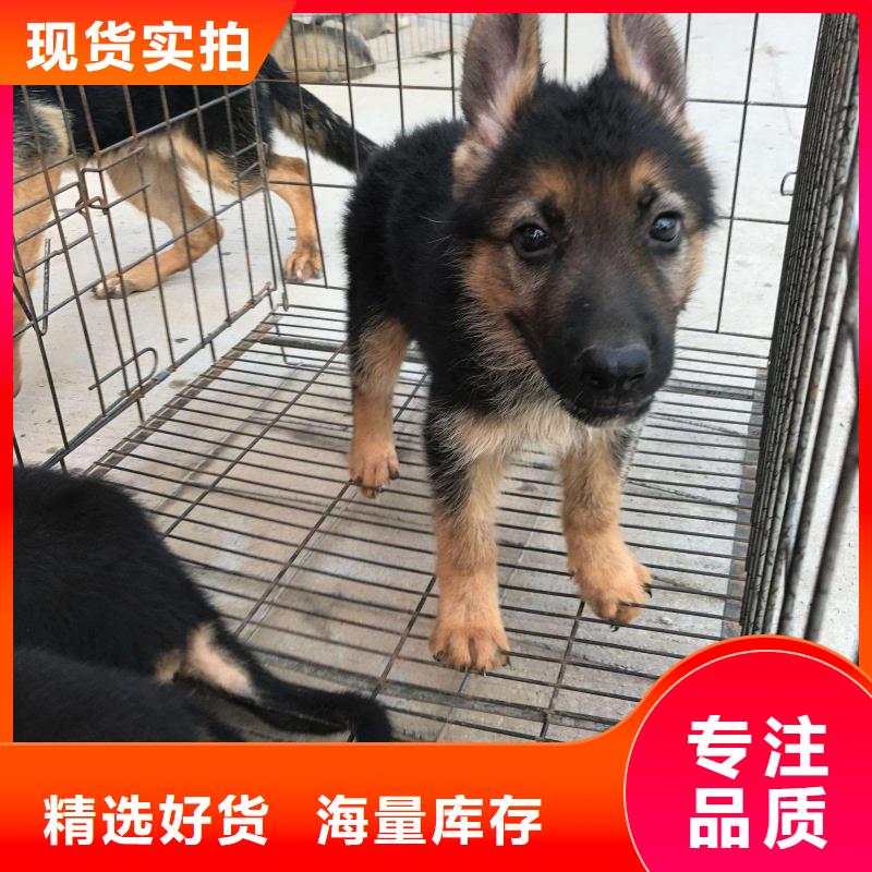 德国牧羊犬比特犬好品质售后无忧