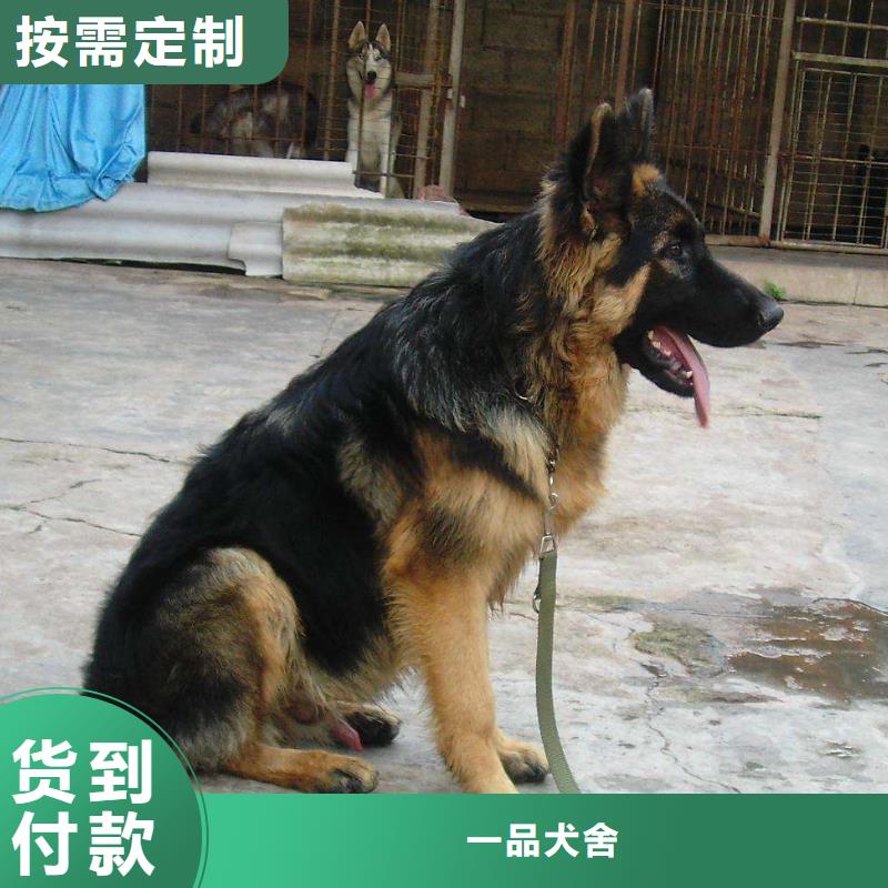 【德國(guó)牧羊犬,德牧犬廠家直營(yíng)】