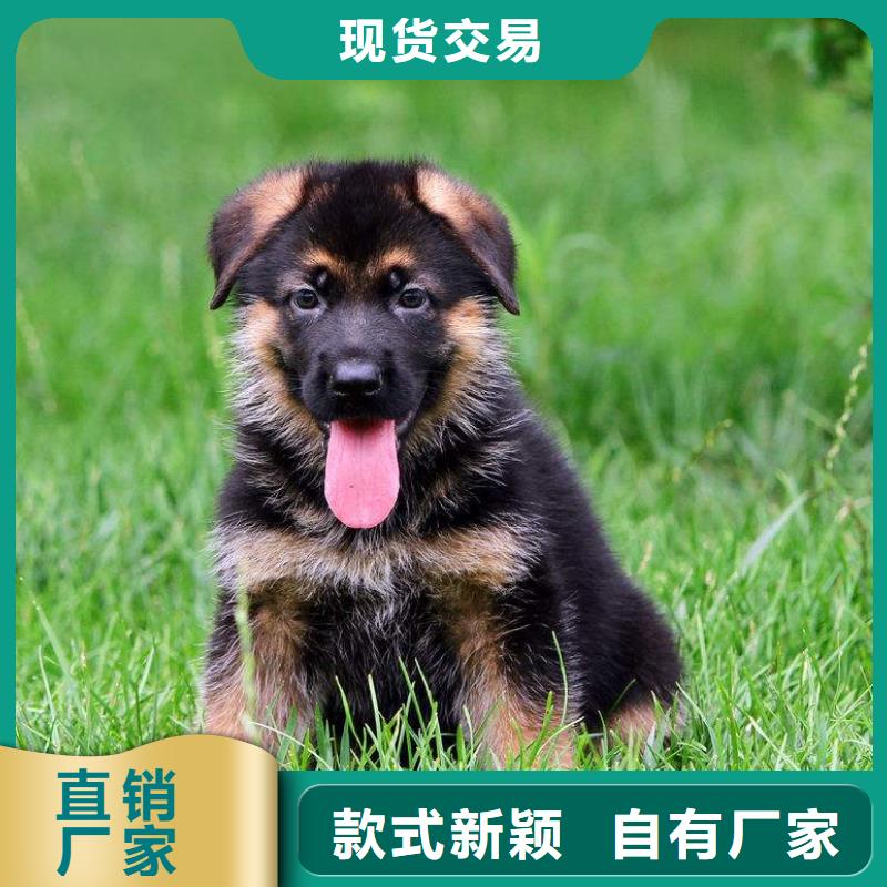 【德国牧羊犬】罗威纳犬专业设计