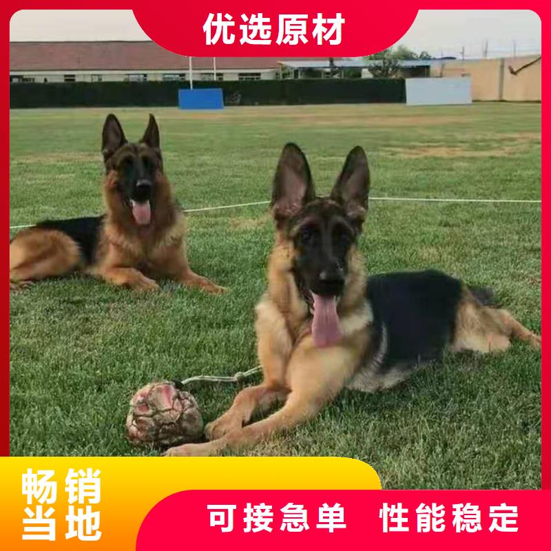 【德国牧羊犬】比特犬好货直销