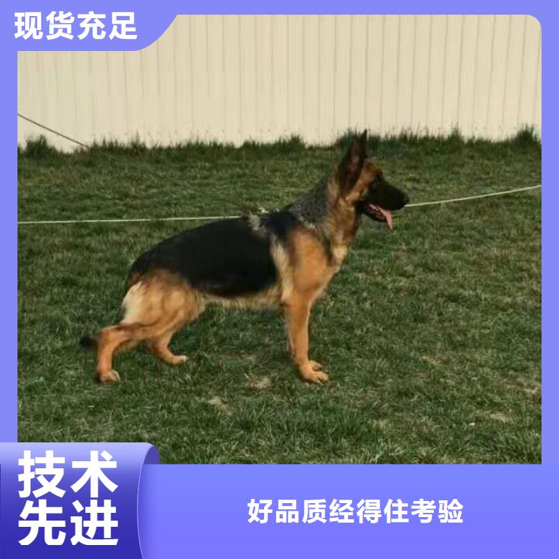 德國牧羊犬,高加索犬源頭直供