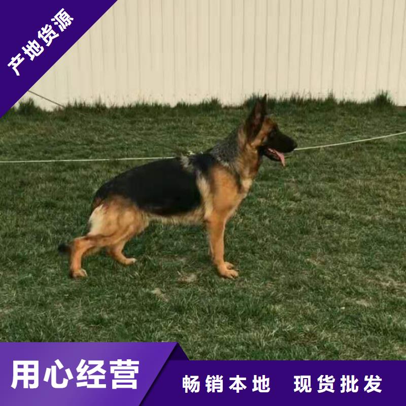 【德國牧羊犬,馬犬滿足多種行業(yè)需求】