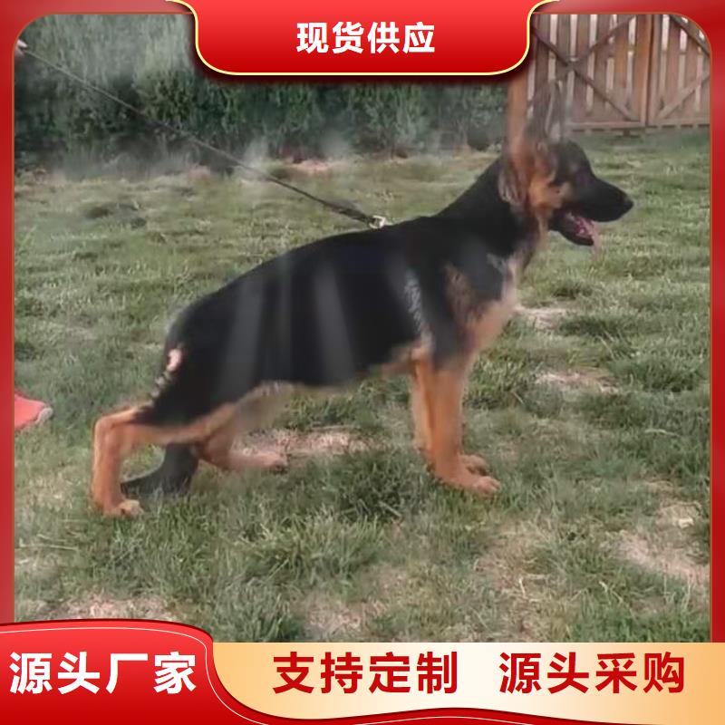 德國牧羊犬_黑狼實力才是硬道理