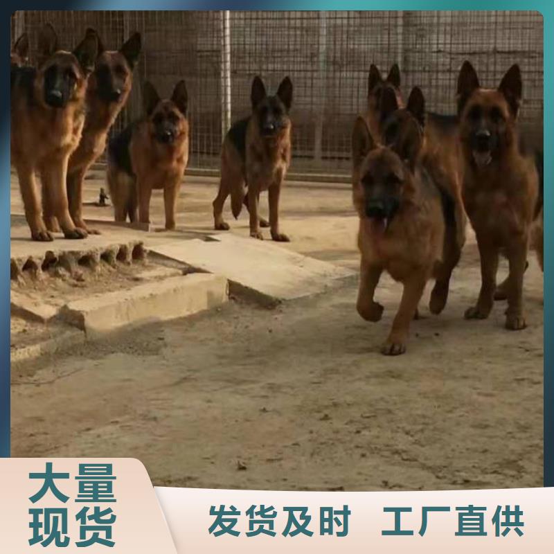 德国牧羊犬,罗威纳犬认准大品牌厂家