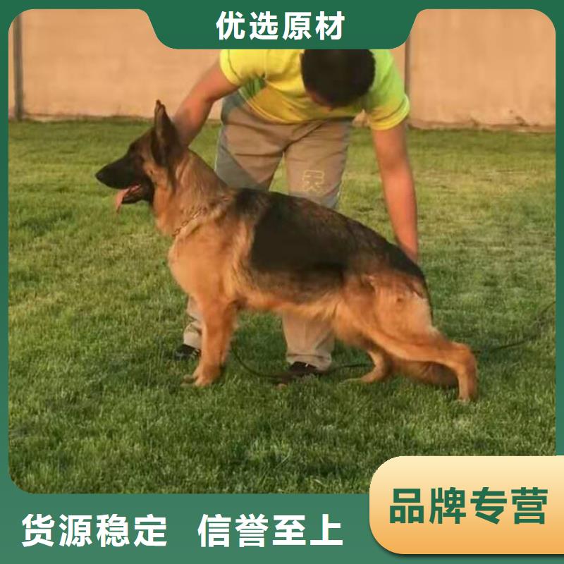 德國牧羊犬,羅威納犬質量層層把關