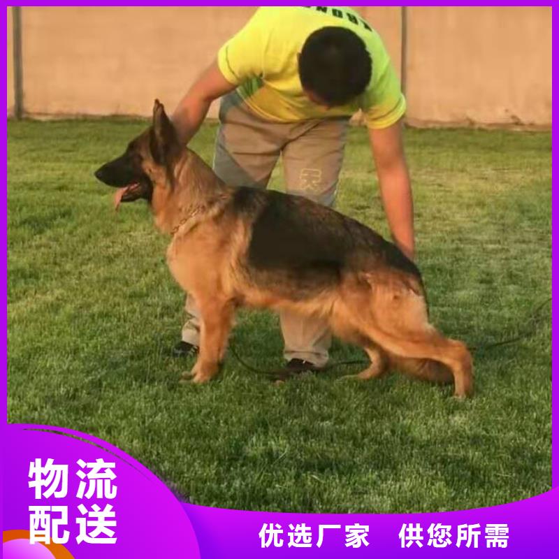 德国牧羊犬比特犬价格合理