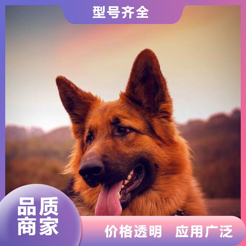 德国牧羊犬比特犬价格合理