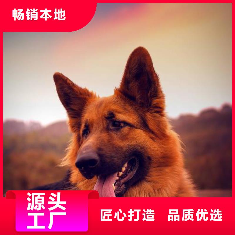 德国牧羊犬,卡斯罗犬做工细致