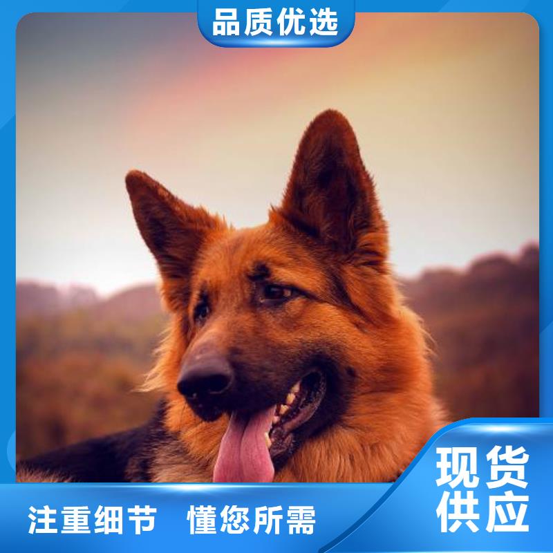 德國牧羊犬卡斯羅犬滿足多種行業(yè)需求