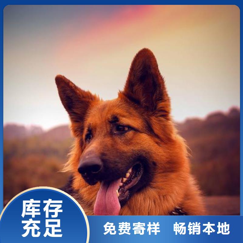 德国牧羊犬比特犬好品质售后无忧