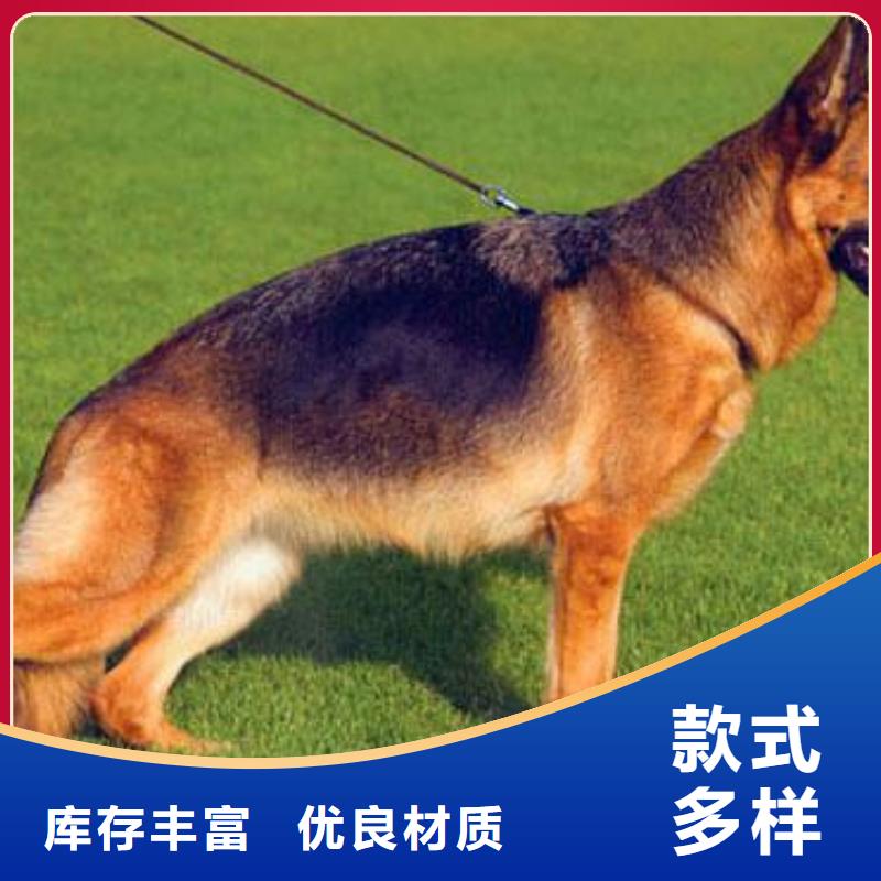 德国牧羊犬比特犬价格合理