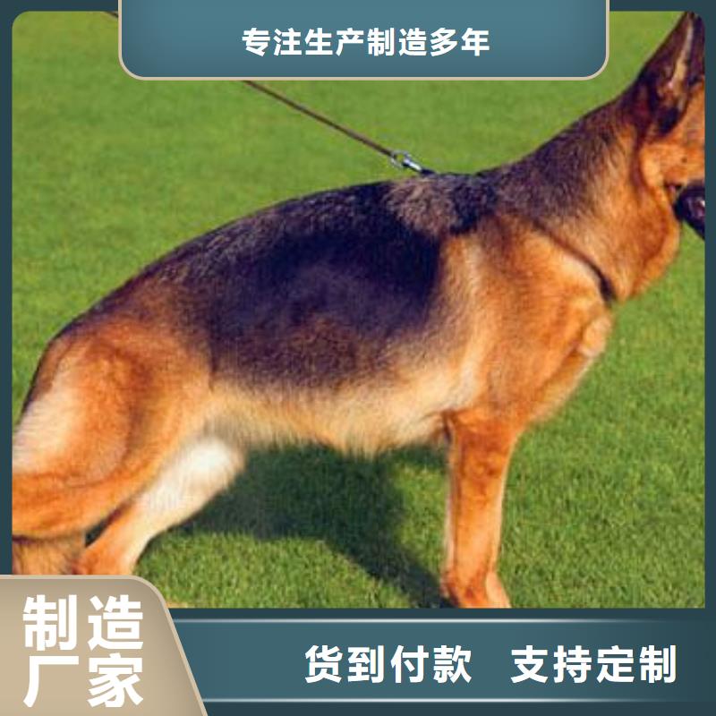 德国牧羊犬,卡斯罗犬做工细致