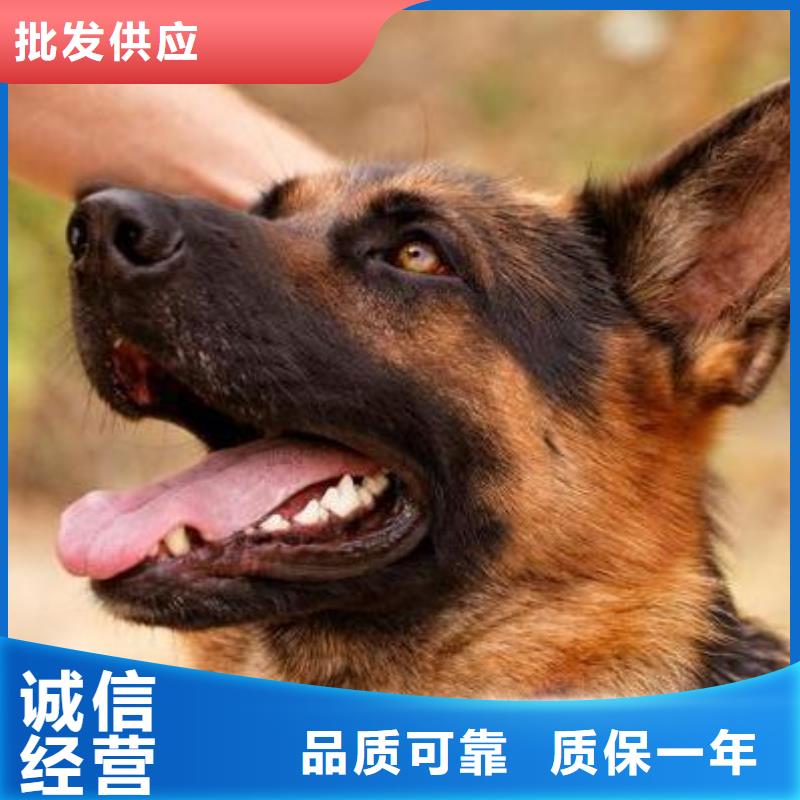 【德國牧羊犬,德牧犬廠家直營】