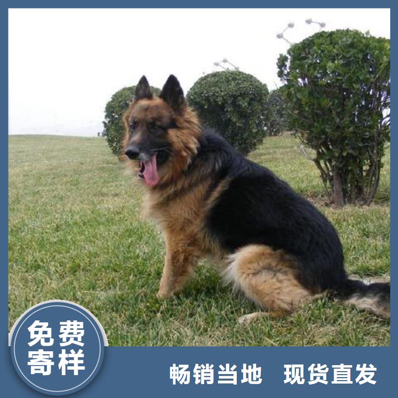 德國牧羊犬,羅威納犬質量層層把關