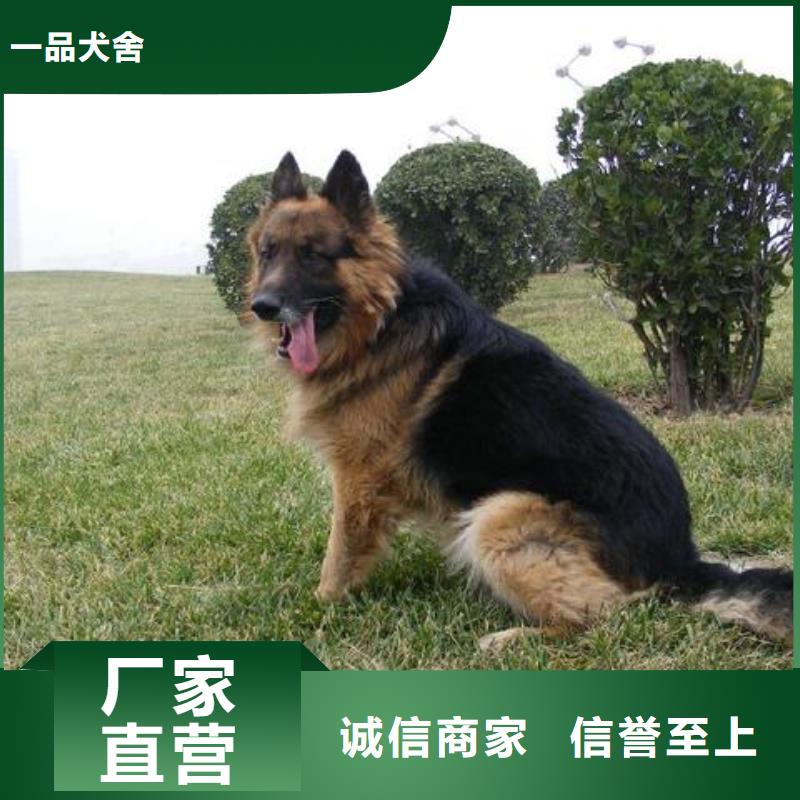 德国牧羊犬德牧犬今日新品