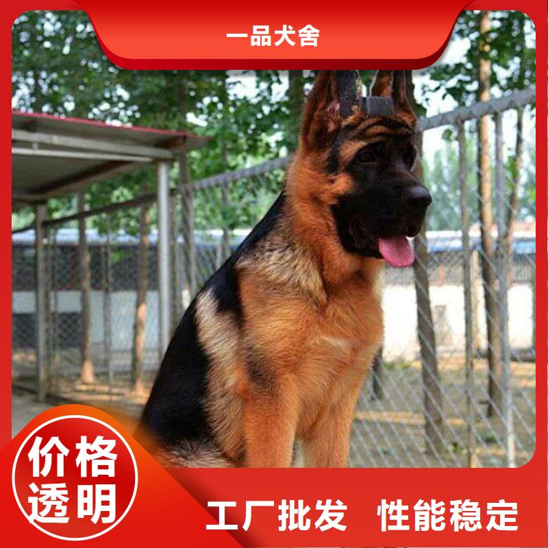 德国牧羊犬比特犬价格合理