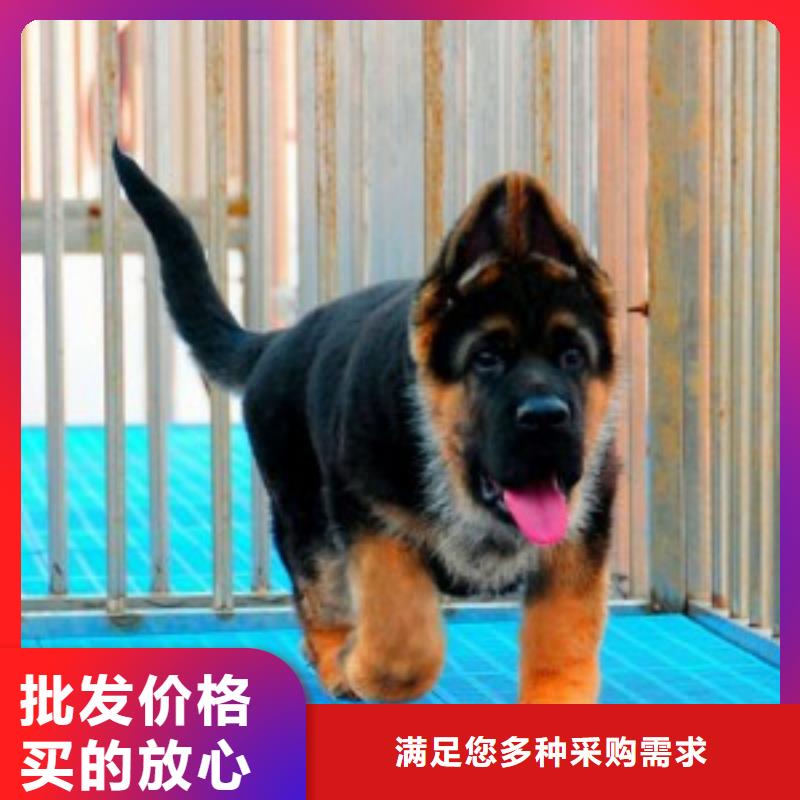 德國牧羊犬卡斯羅犬貨源充足