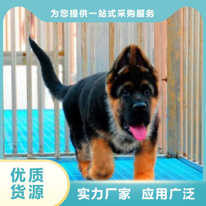 【德國牧羊犬,德牧犬廠家直營】