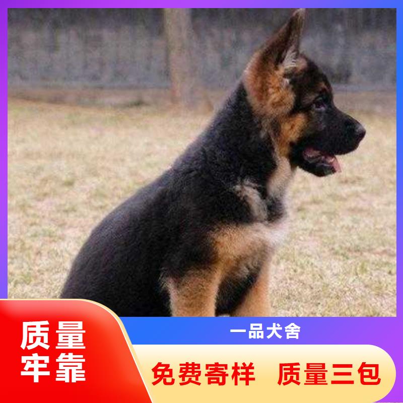 德國牧羊犬-羅威納犬采購無憂