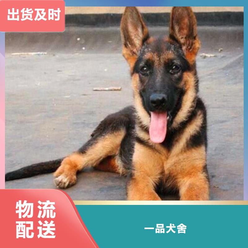 【德國牧羊犬,馬犬滿足多種行業(yè)需求】