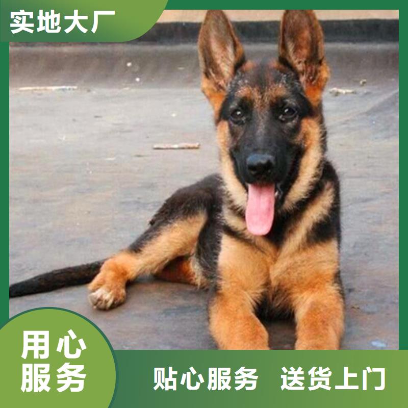 德国牧羊犬比特犬好品质售后无忧