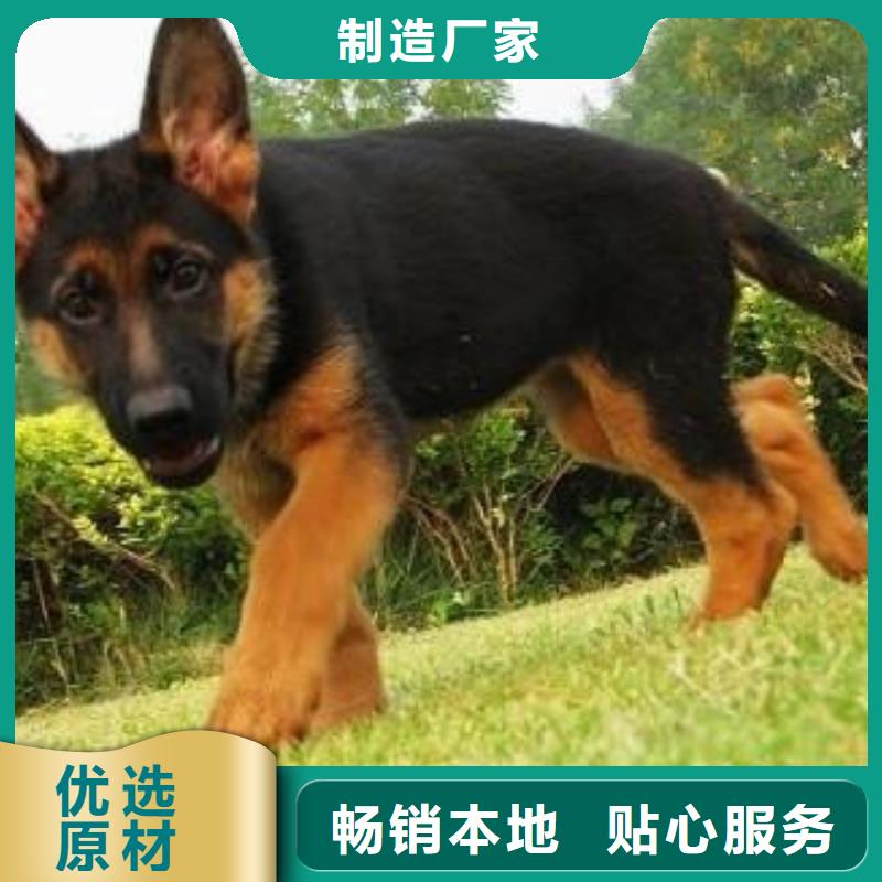 德國牧羊犬,高加索犬源頭直供