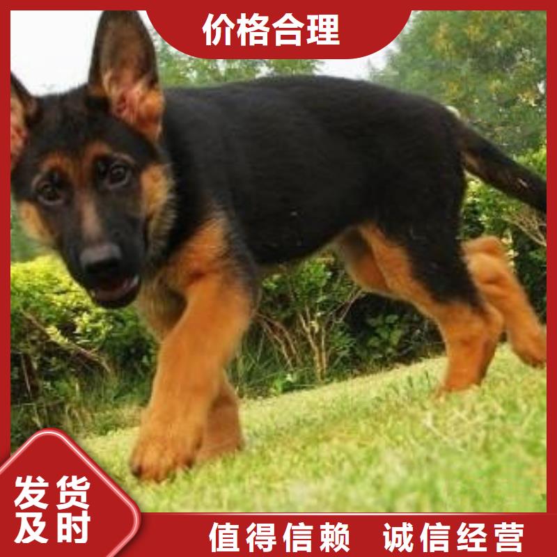 德國牧羊犬-羅威納犬采購無憂
