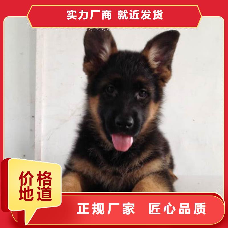 德国牧羊犬比特犬价格合理