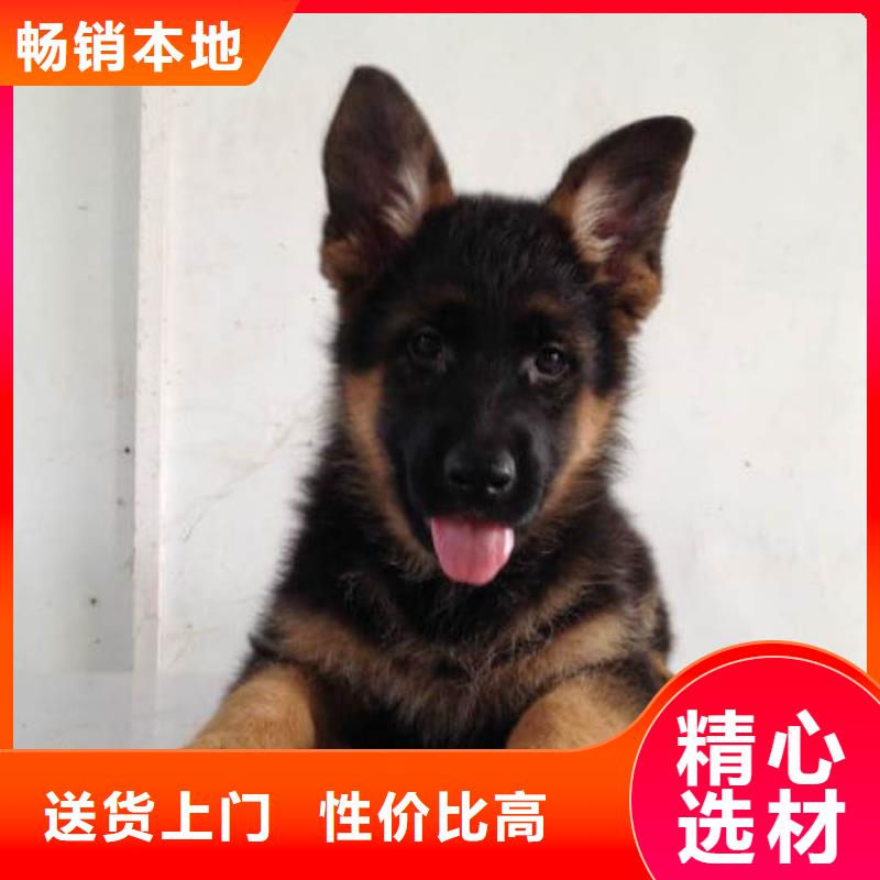 德國牧羊犬馬犬優良材質