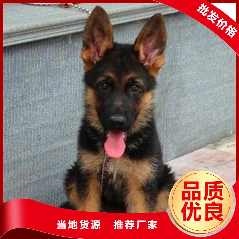 德國牧羊犬-羅威納犬采購無憂