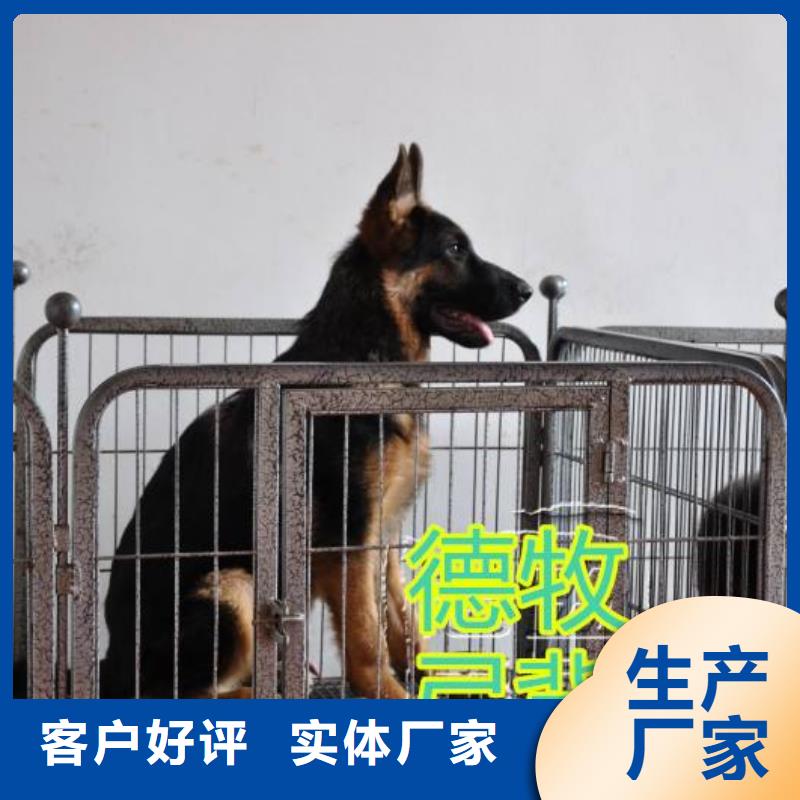 德国牧羊犬德牧犬今日新品