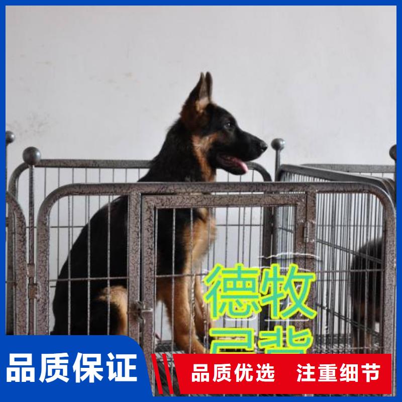 德國牧羊犬-羅威納犬采購無憂