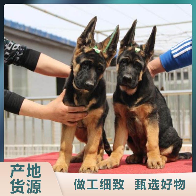 德國牧羊犬-羅威納犬采購無憂